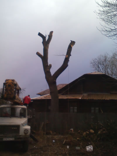 Вырубка(спил) деревьев во Владимире